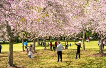 People walking and taking photos under blooming cherry blossom trees in a park