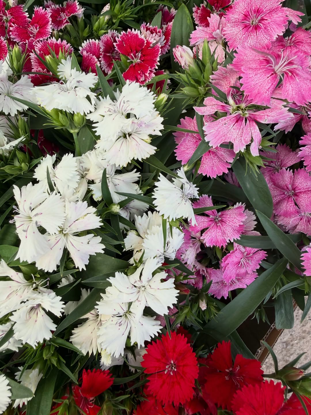 Claveles blancos, rosas y rojos