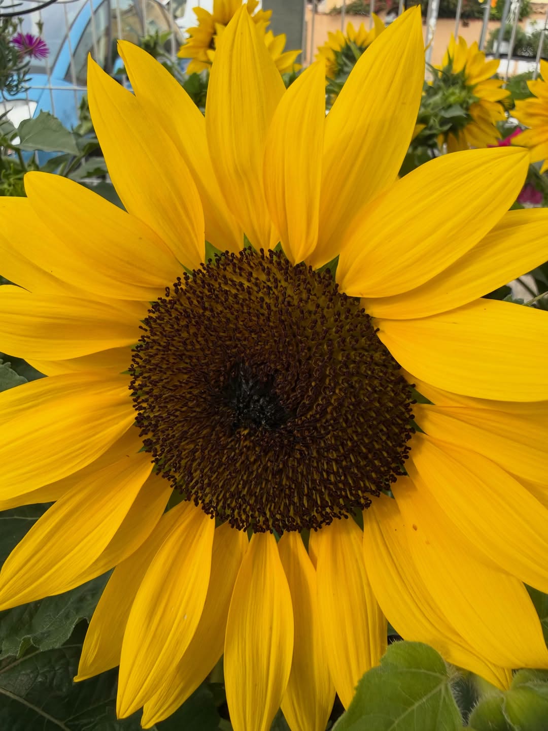Girasol