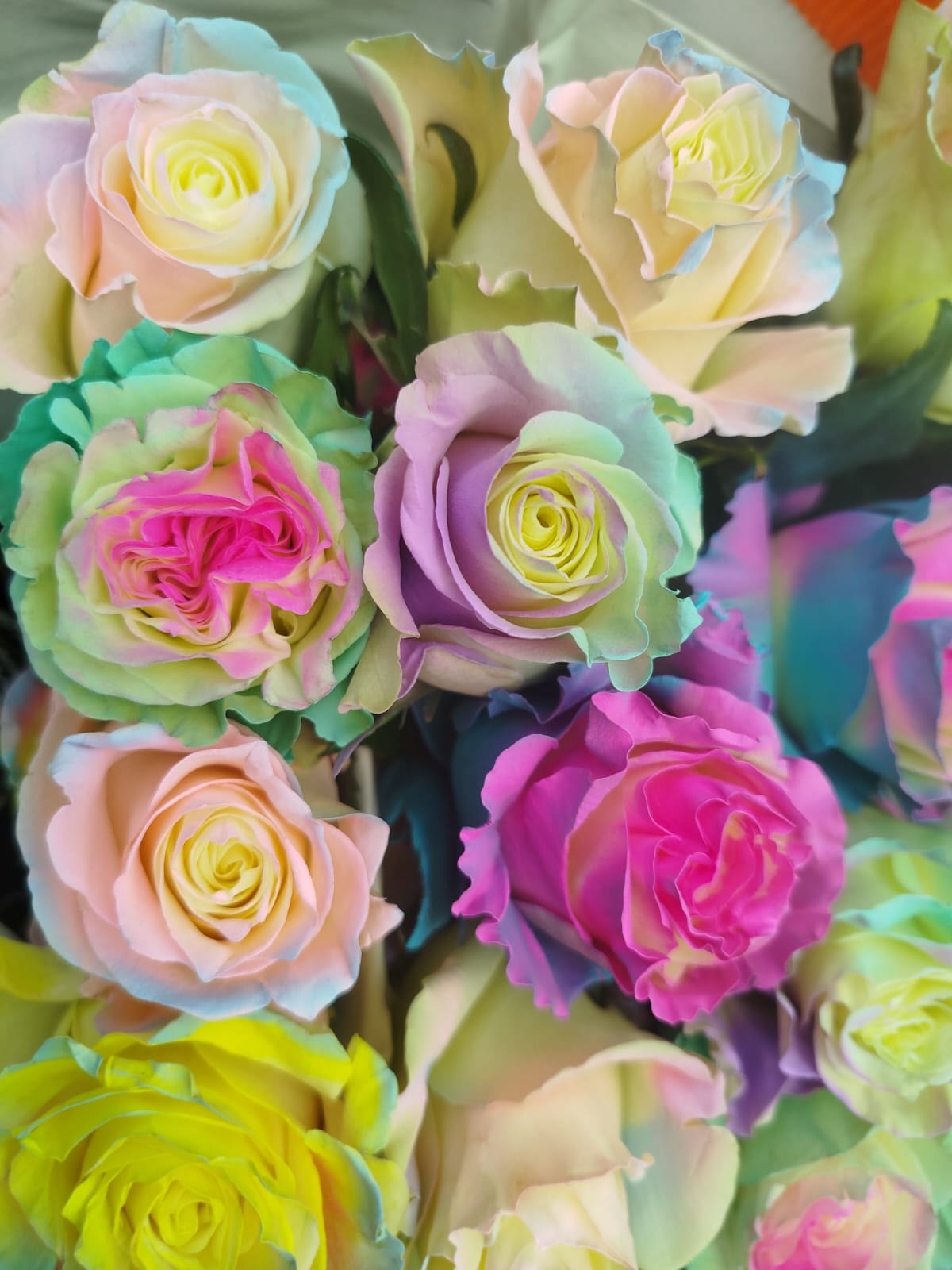 Rosas multicolor