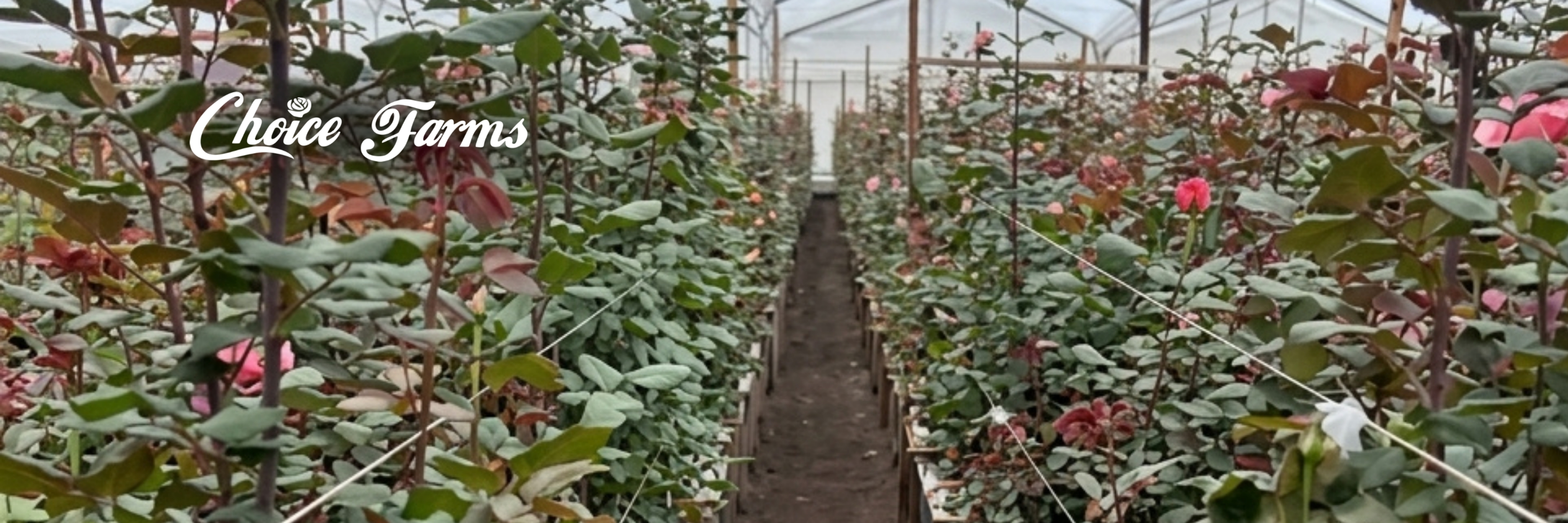 Choice Farms farm flowers