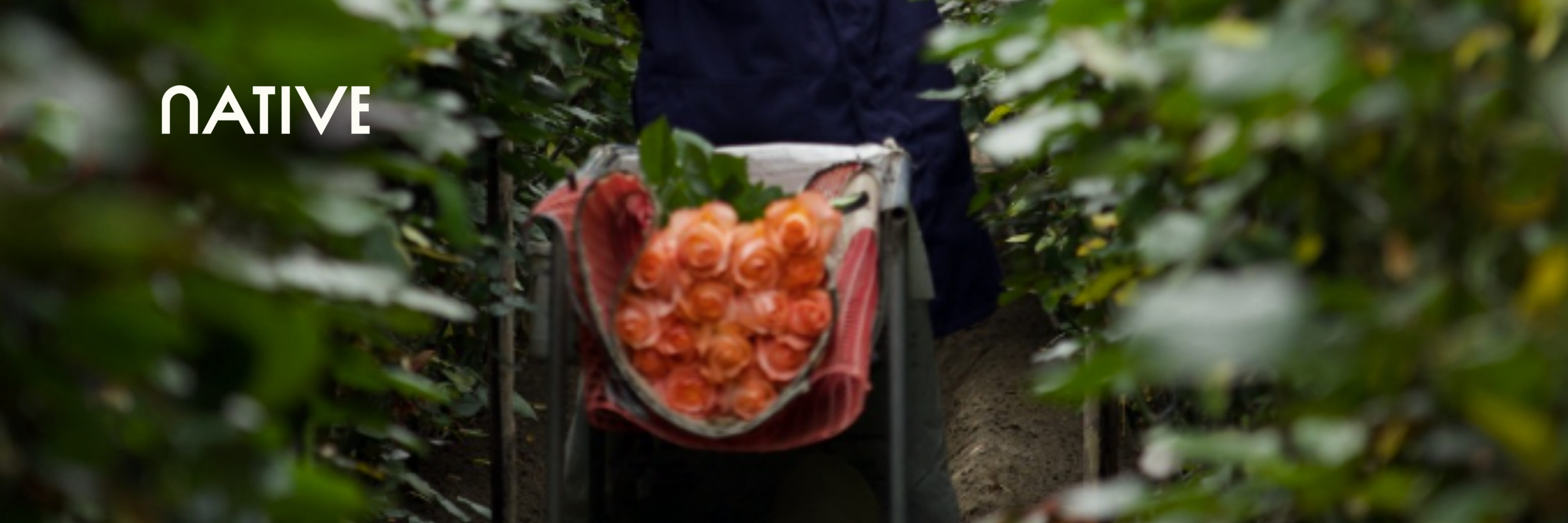 Native Blooms farm flowers