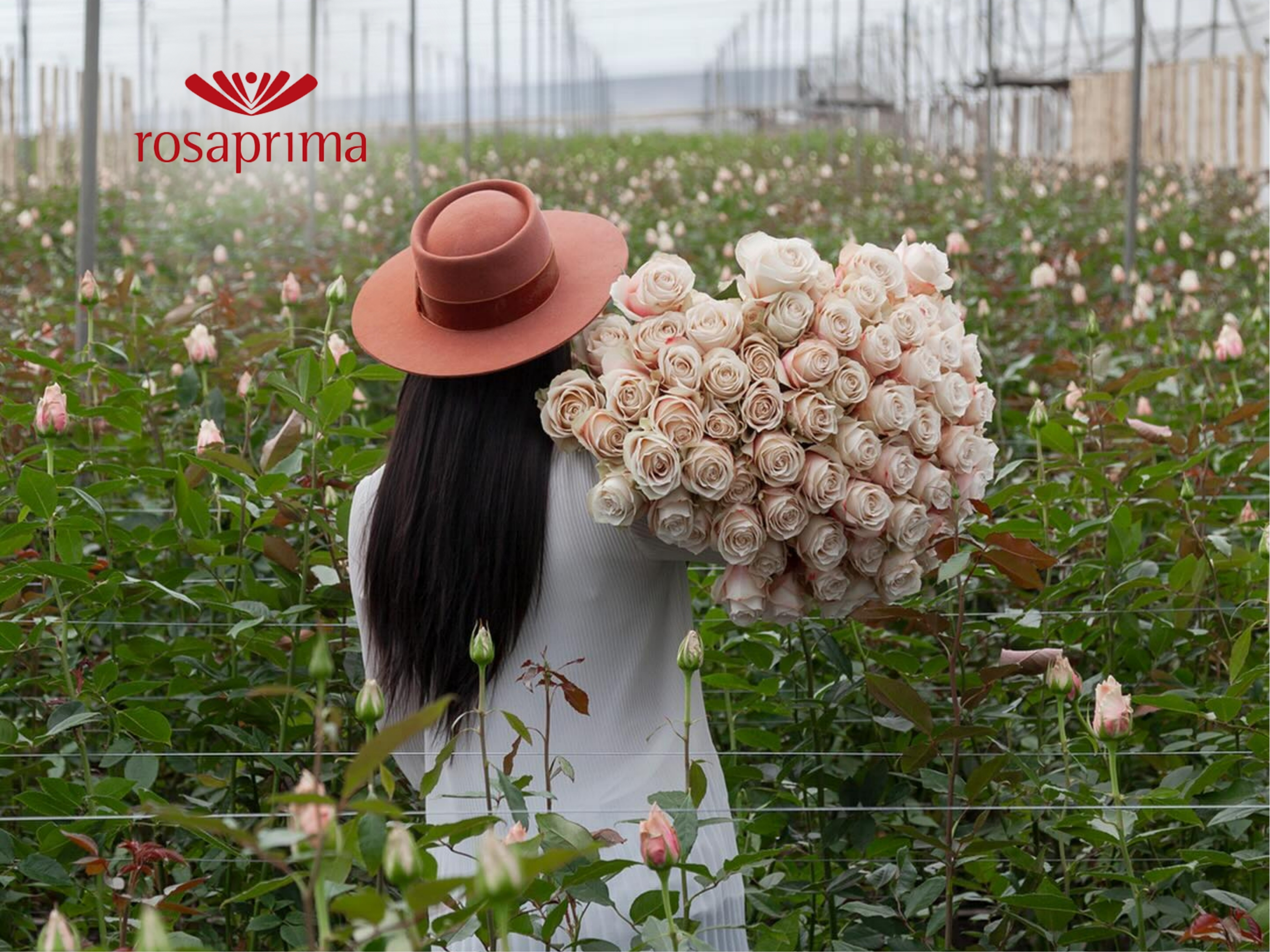 Rosaprima