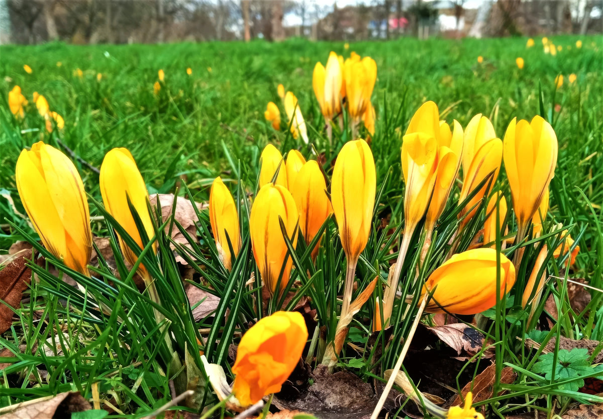 Yellow crocuses flowering in spring grass