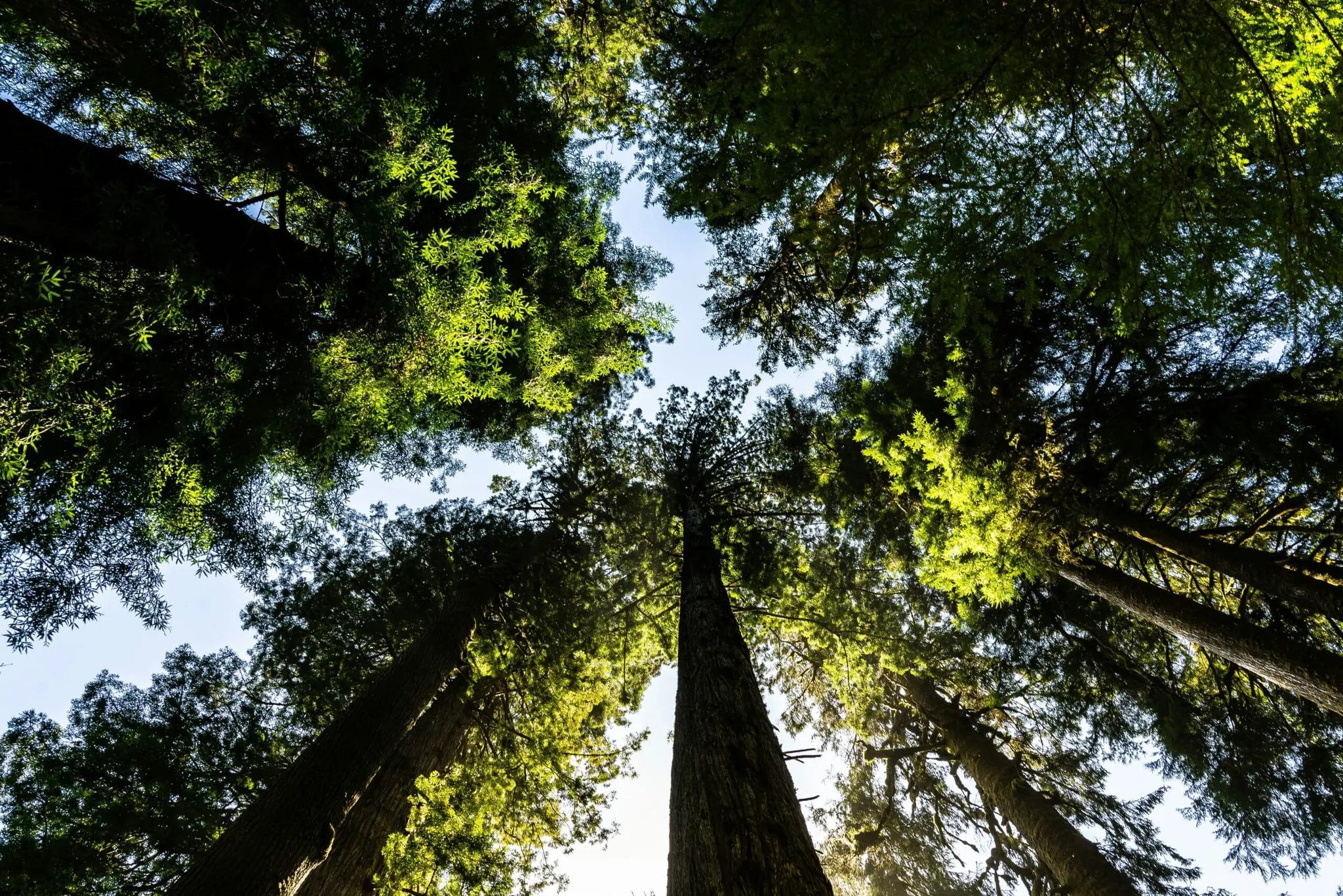 From Pledges to Portfolios: Why Biodiversity Still Lags