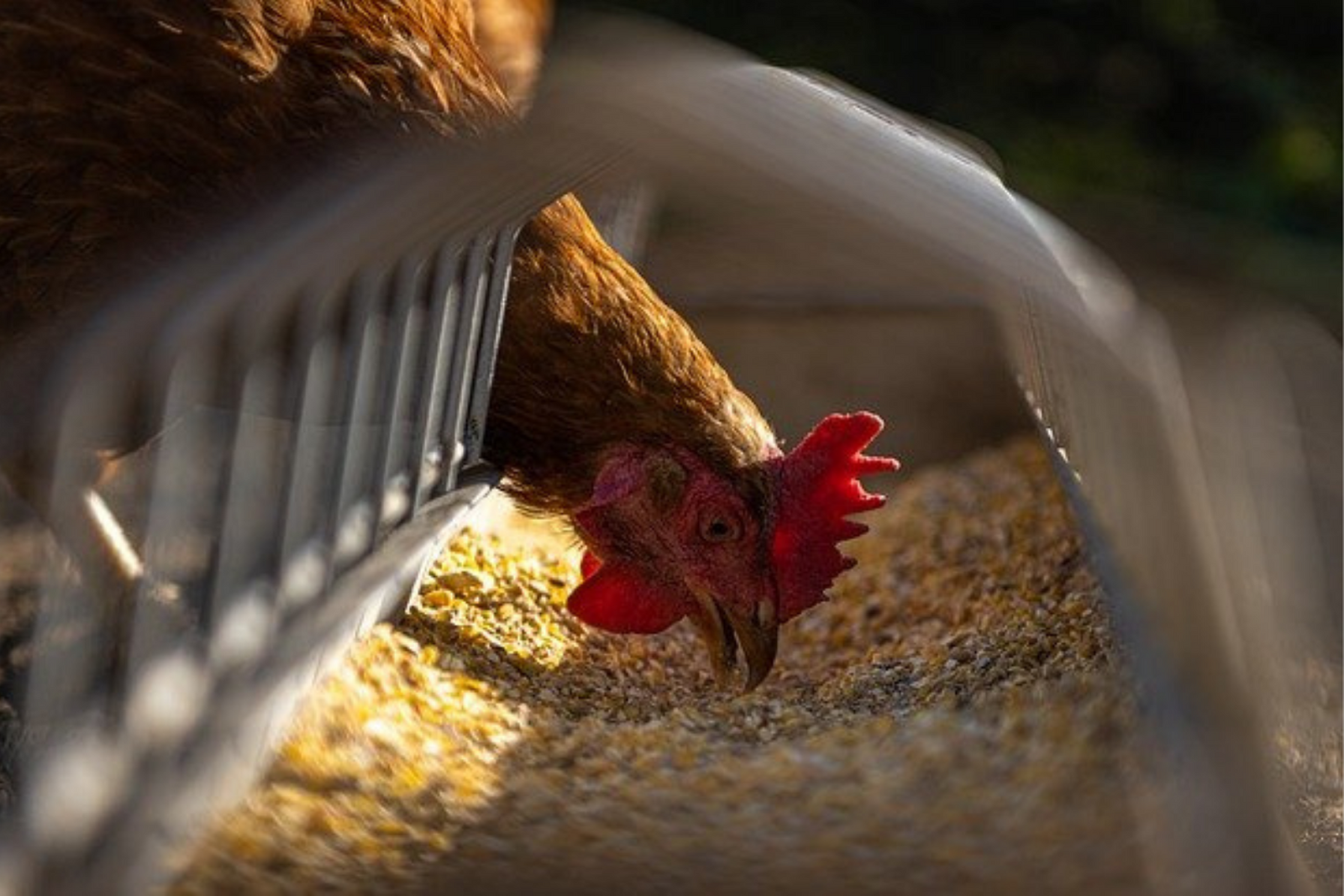 Poule qui mange