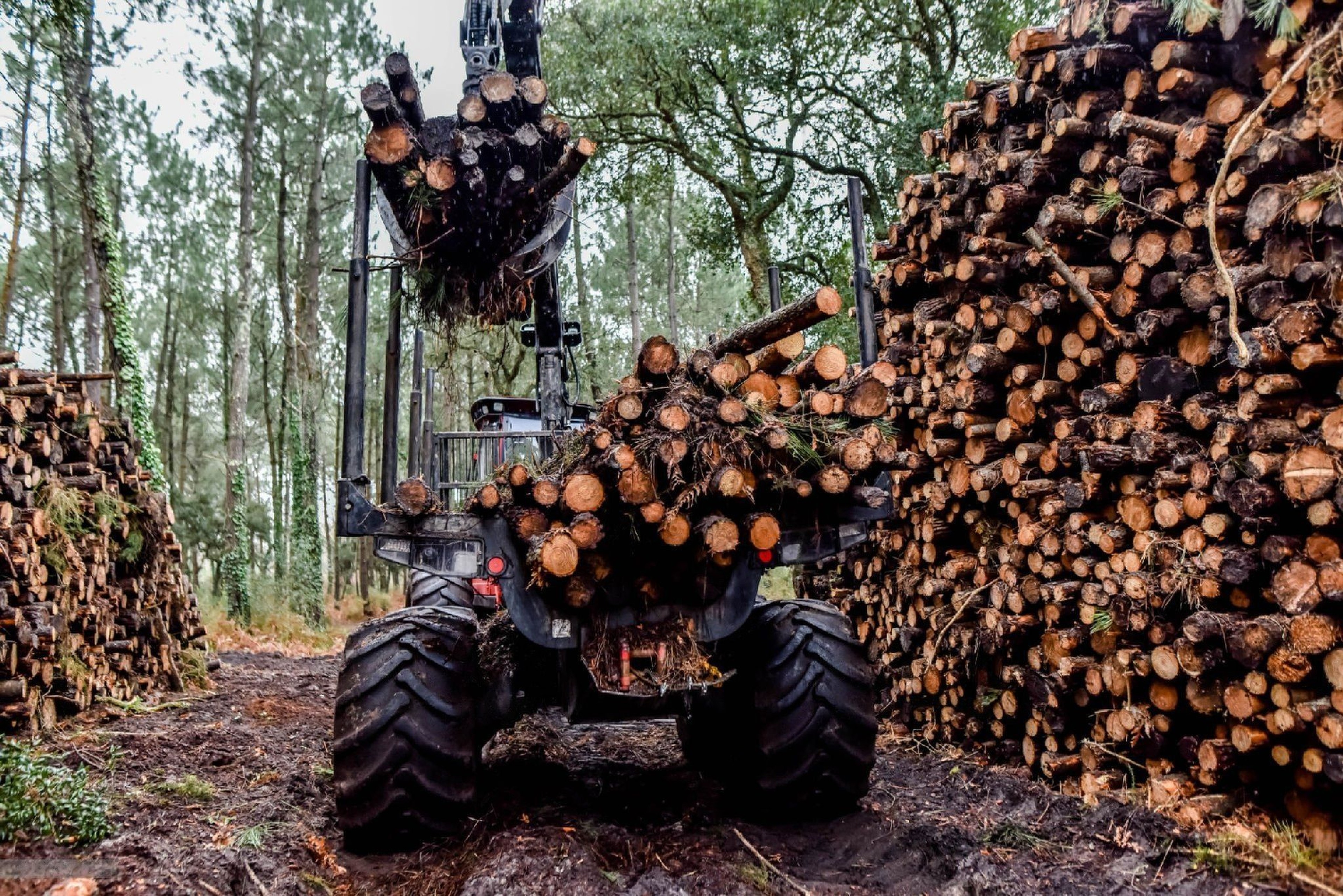 Chargement de grumes dans une fôret
