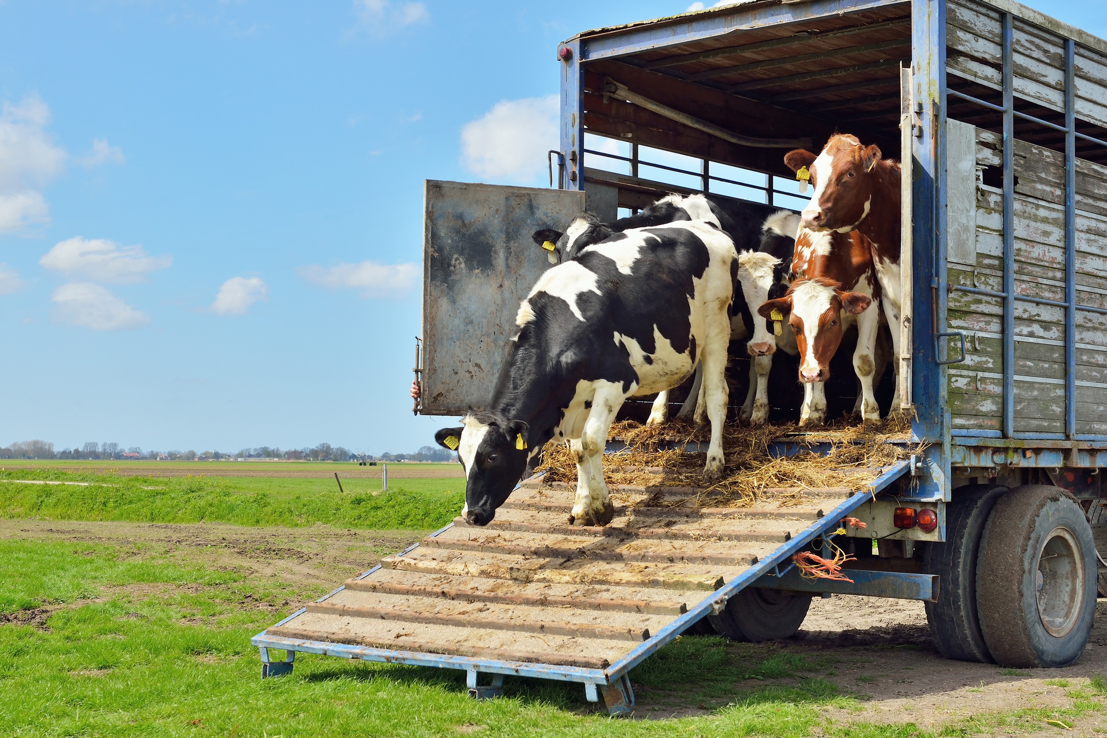 Transport animaux vivants - vaches remises au champs