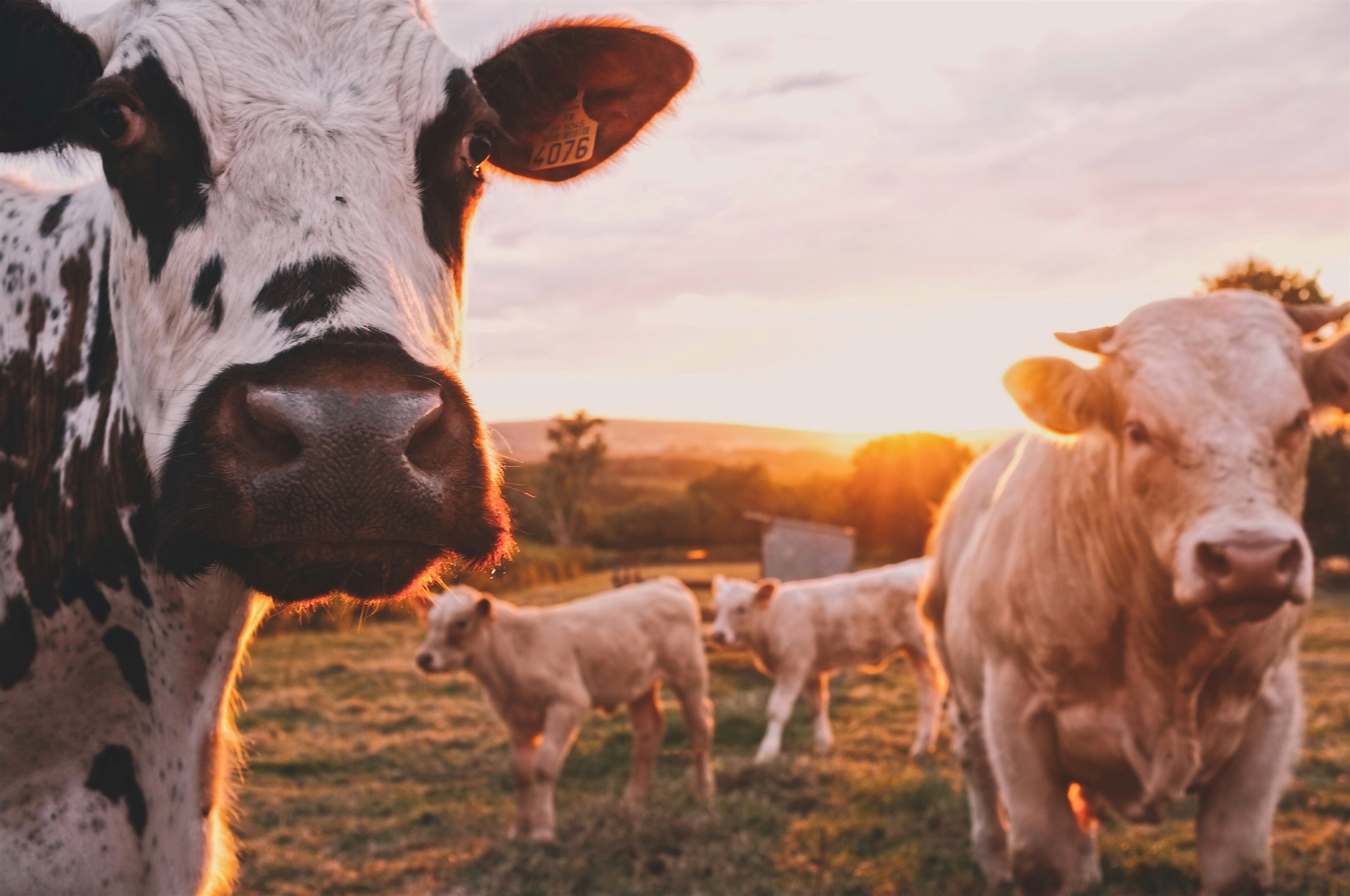 Photo de vaches dans le prés