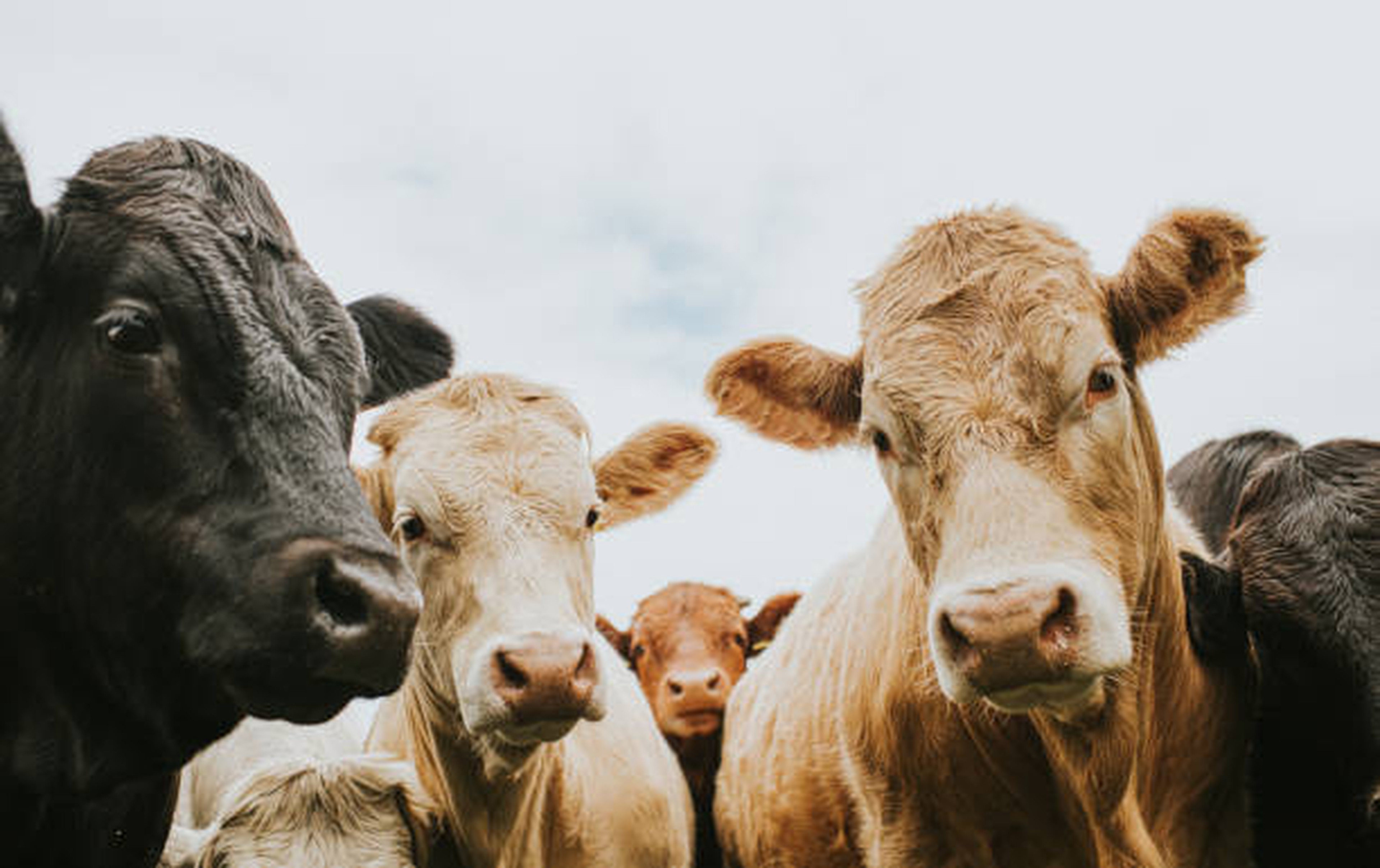 Vaches en groupe, responsables de l'émission de méthane