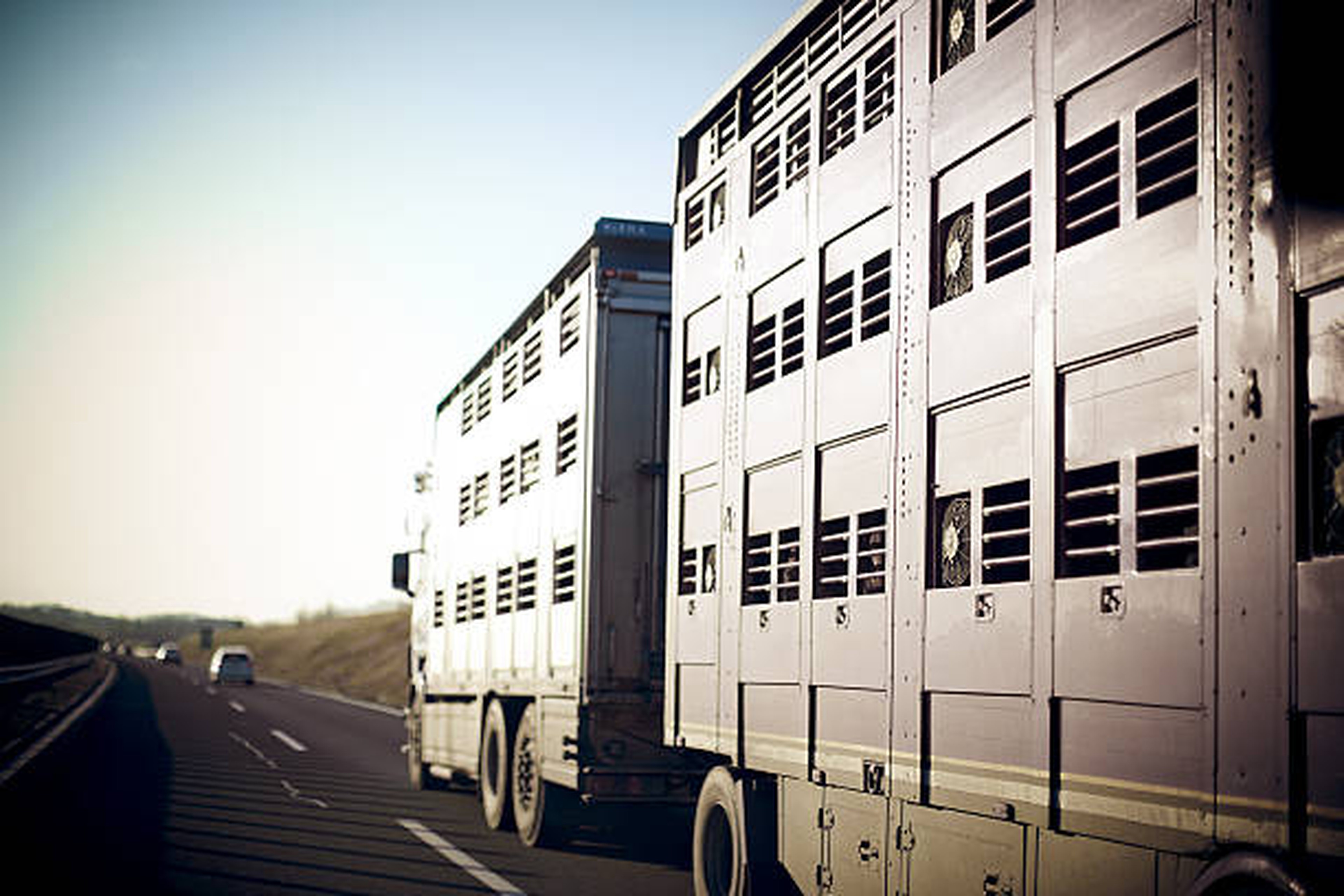 Transport animaux vivants - betail