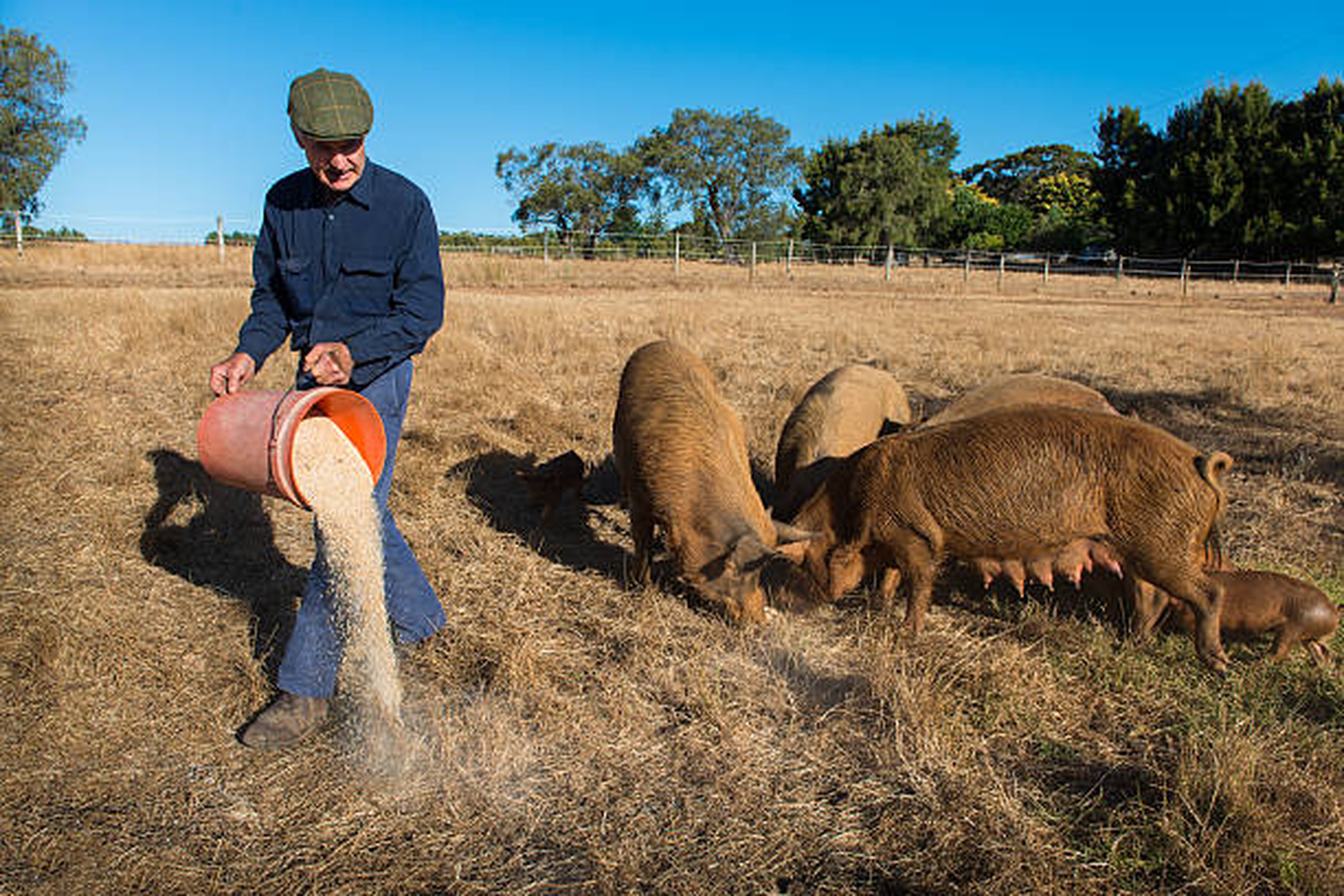 Alimentation animale rendue possible par un transport certifié Qualimat