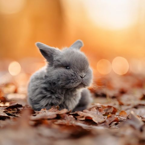 Kaninchen im herbstlichen Laub