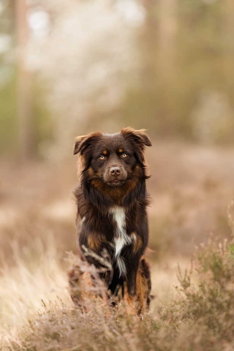 Brauner Australian Shepherd im lichten Wald