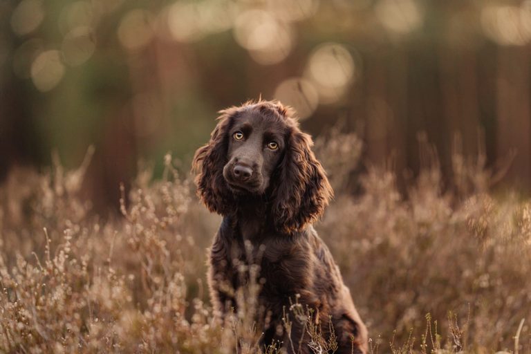 Brauner Hund sitzt in der blühenden Heide