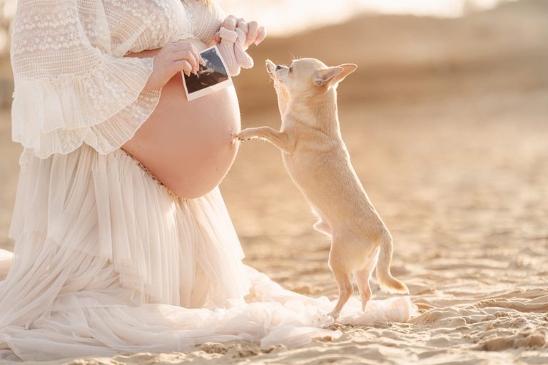 Kleiner Hund stupst den Babybauch mit Ultraschallbild an