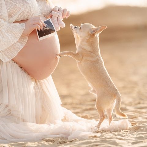 Babybauch mit kleinem Hund und Ultraschallbild