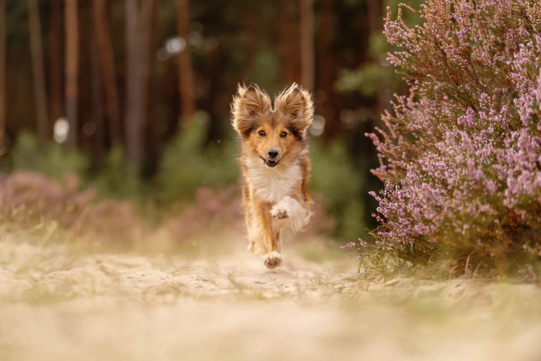 Sheltie springt durch die blühende Heide