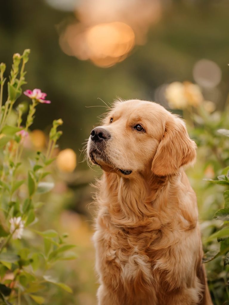 Golden Retriever im warmen Abendlicht zwischen Blumen