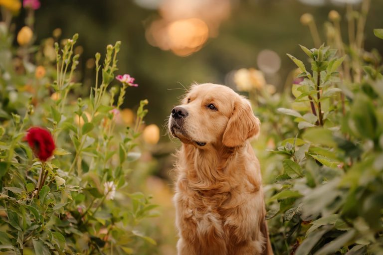 Golden Retriever im warmen Abendlicht zwischen Blumen