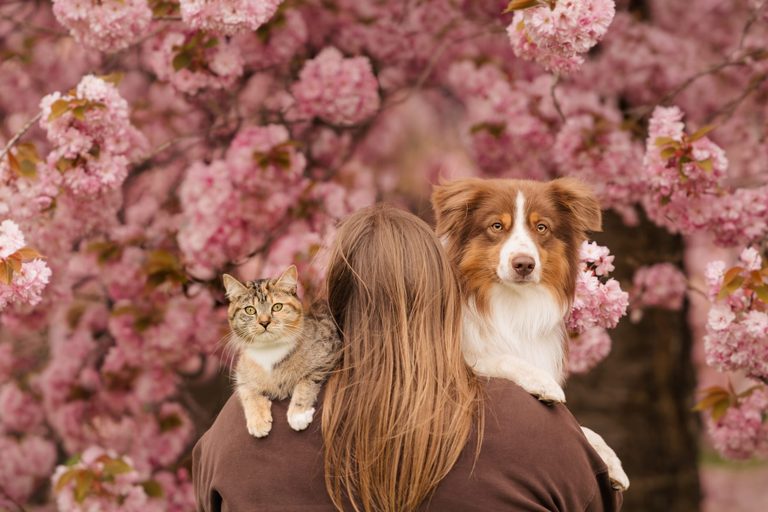 Frau mit Hund und Katze unter Kirschblüten