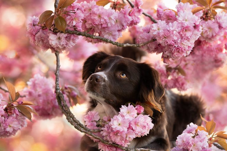 Hund zwischen rosa Kirschblüten