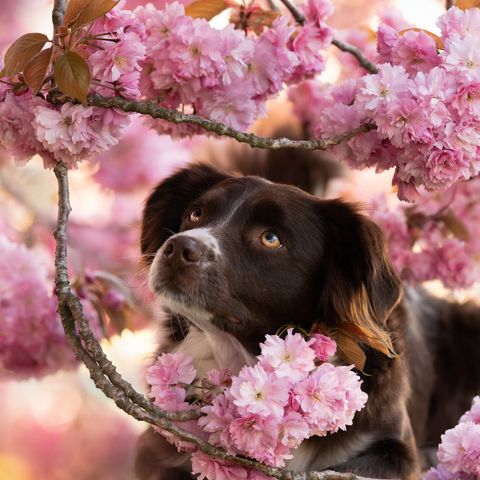 Hund zwischen rosa Kirschblüten