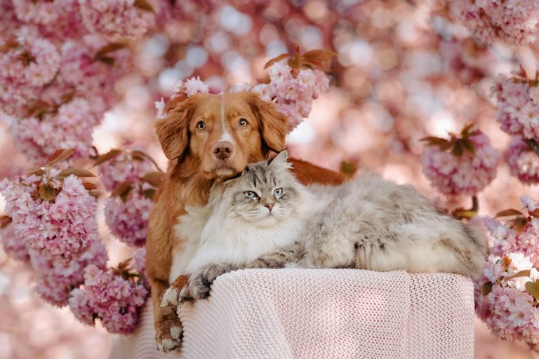 Hund und Katze kuscheln unter Kirschblüten