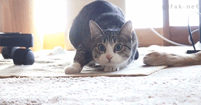 dynamic styling cat gif