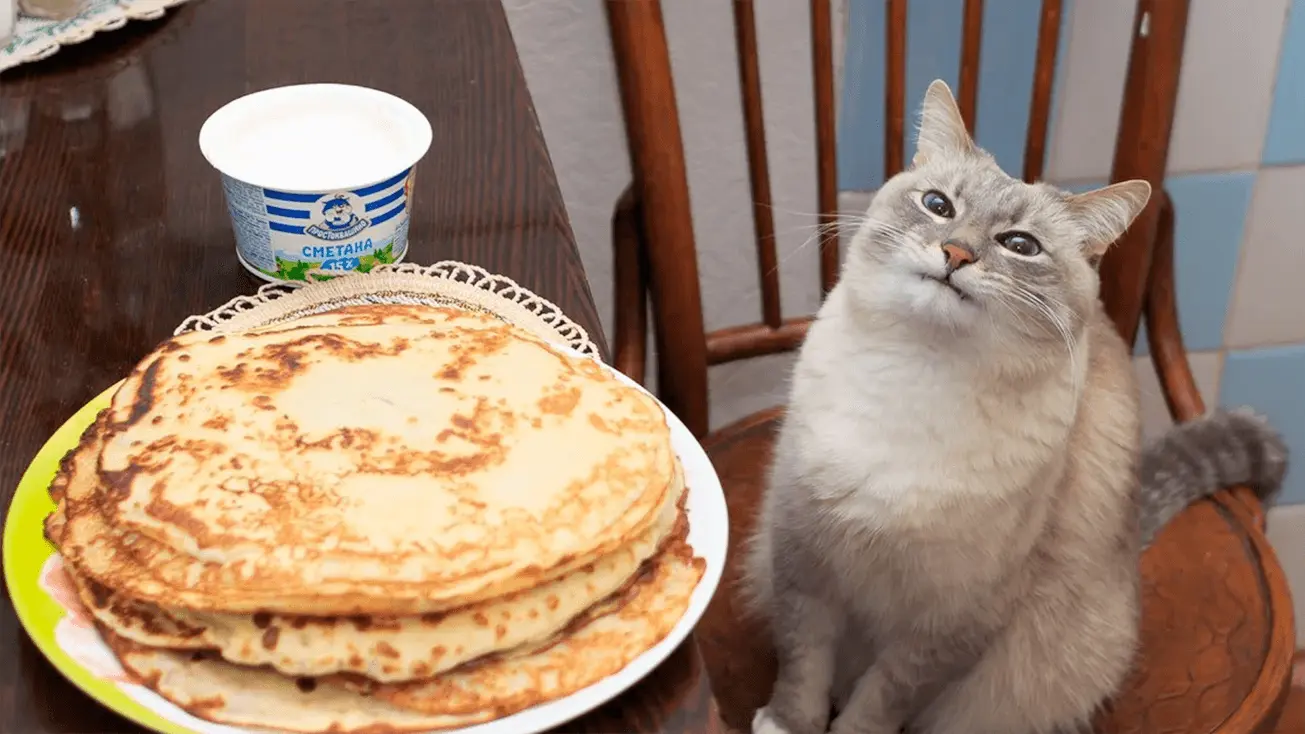 cat with pancakes