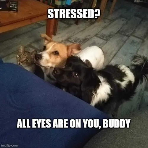 scrum sprint review meme stressed all eyes are on you buddy / my home development team demonstrates the pressure of sprint retrospective to your scrum team members