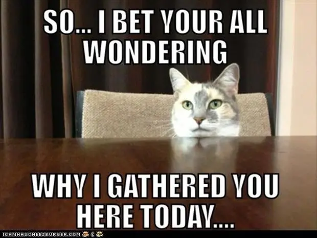 meme with a cat saying about the meeting