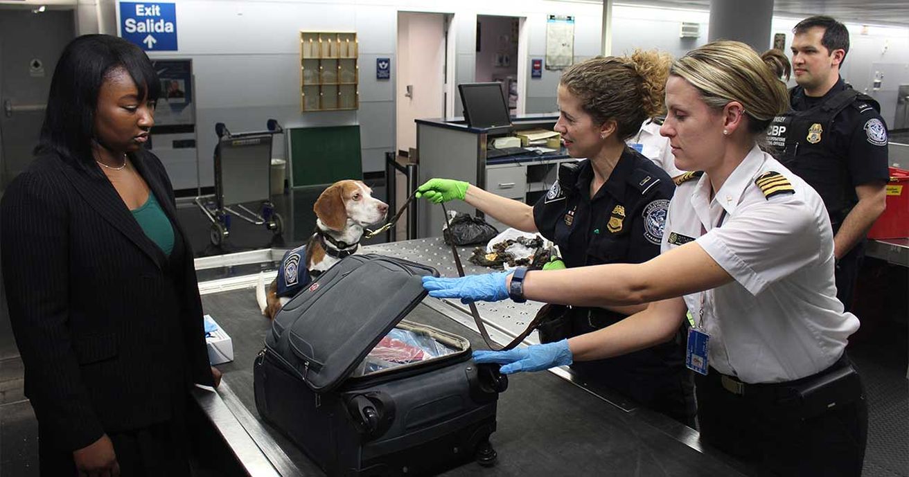 Wichtige Tipps für Flugreisen mit dem Hund