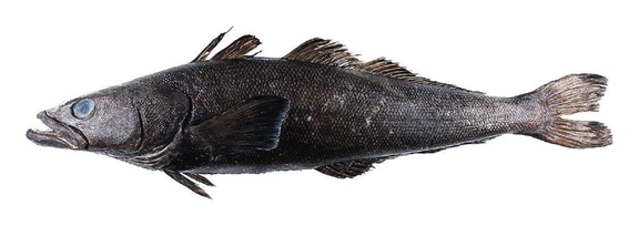 Toothfish For Web