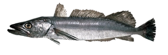 Hake