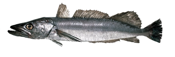 Hake  Open Seas