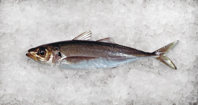 Jack Mackerel New Ice
