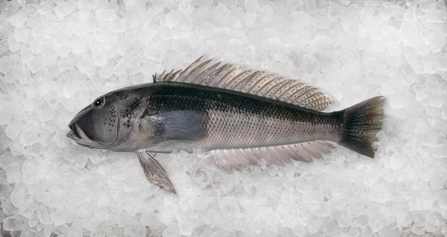 Blue Cod New Ice
