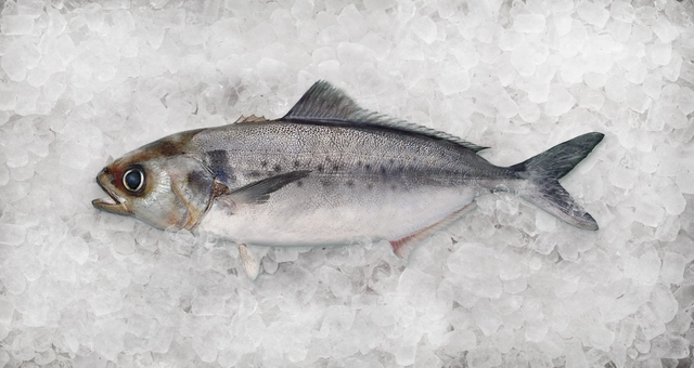 Silver Warehou New Ice 2