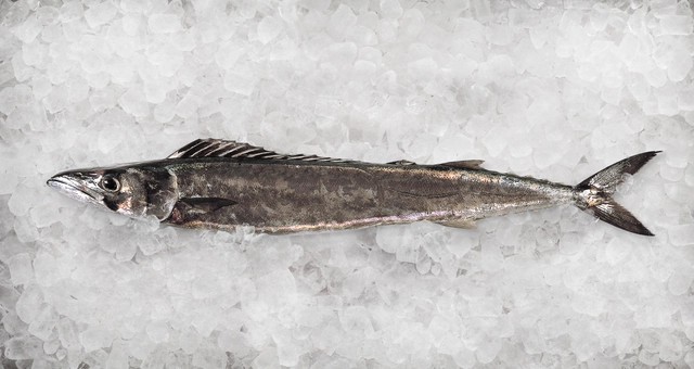 Barracouta New Ice