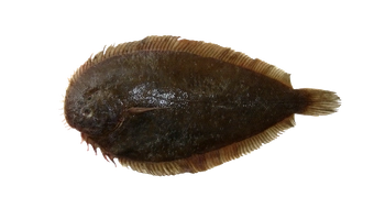 New Zealand Sole