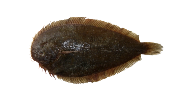 New Zealand Sole