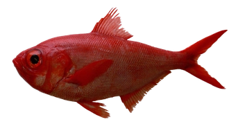 Alfonsino