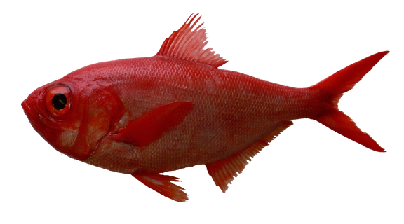 Alfonsino