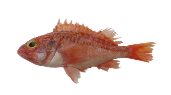 Sea Perch