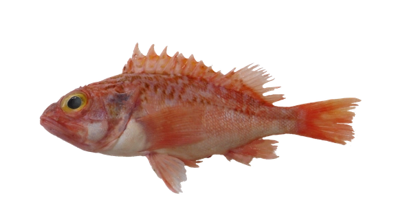 Sea Perch For Web