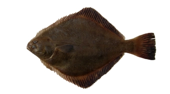 Sand Flounder