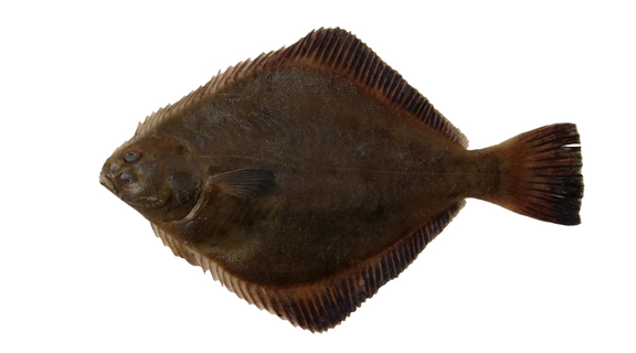 Sand Flounder For Web