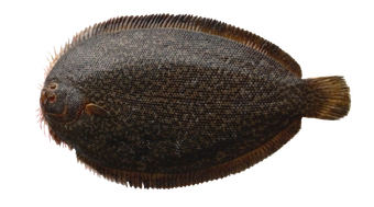 Brill