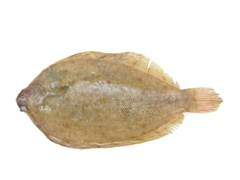 Lemon Sole